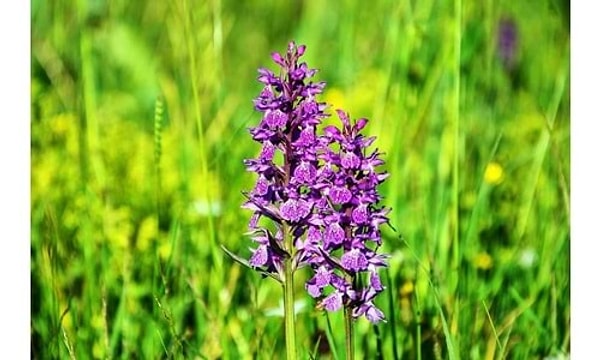 Doğadan toplanması yasak olan salep, Tarım ve Orman Bakanlığı’ndan alınan özel izinlerle kültür ortamında yetiştirildiğinde ise tam bir yatırım aracına dönüşüyor.