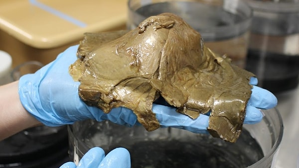 Anemonun üst kısmının bulunmaması derin deniz ekosistemindeki yaşam mücadelesine dair yeni soru işaretleri doğurdu