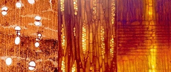 Taş orman yalnız geçmişi değil iklim tarihini de anlatıyor