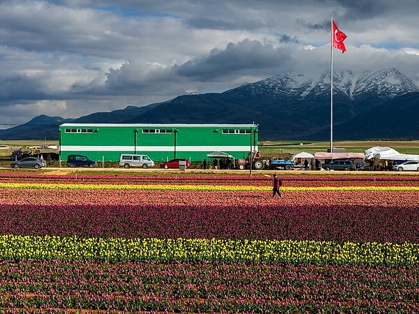 Her yıl Nisan ayında ziyarete açılan lale bahçesi, artık tüm Türkiye'nin dikkatini çekiyor.