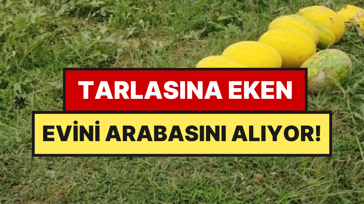 3 Aylık Hasattan Servet Topladılar: Tarlasına Eken Ev, Araba Parasını Çıkarıyor
