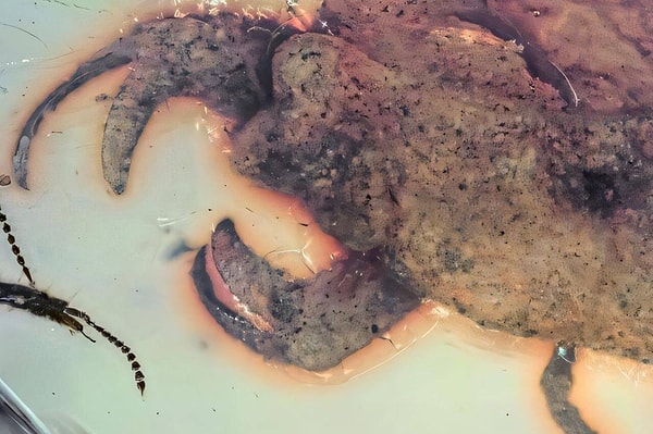 Myanmar’da kehribarın içinde milyonlarca yıl boyunca bozulmadan kalan olağanüstü bir fosil, bilim dünyasına hem biyolojik hem de kültürel açıdan ilginç bir keşif sundu.