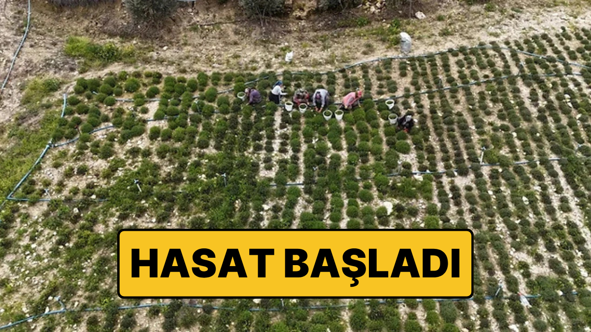 Hasat Başladı: Kilosu 300 Liradan Satılıyor! Şifa Deposu Olarak Biliniyor