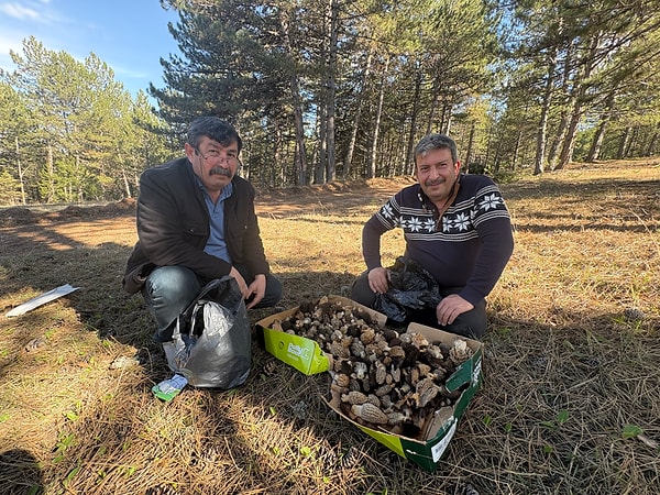 Ormandan topluyorlar 1000-1500 lira arasında satıyorlar.
