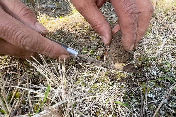 Sabah güneşinin daha yoğun olduğu yerlerde yetişiyor.