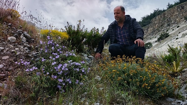 Doğal yaşam alanlarının kısıtlı olması bitkinin varlığını kritik seviyeye taşıyor