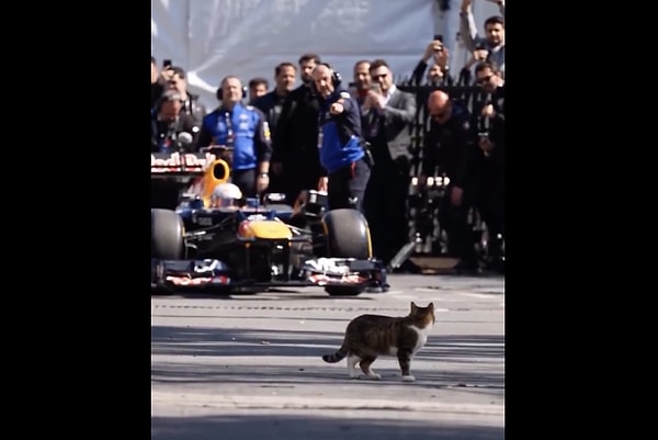 Mekanın asıl sahibi geldi.