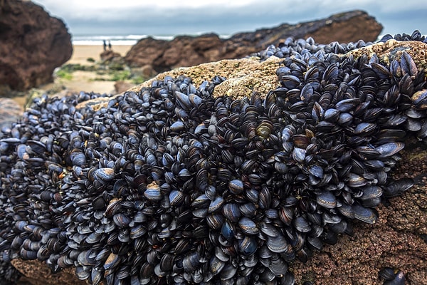 Görünmez larva evresindeki istilacı türlerin su taşıma sistemlerinde yarattığı büyük tehlike dikkat çekiyor.