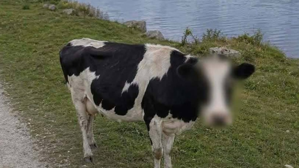 Google Maps Blurring Cow’s Face for Privacy Goes Viral Globally