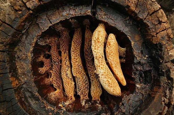 Piramitlerdeki Mükemmel Saklama Koşulları