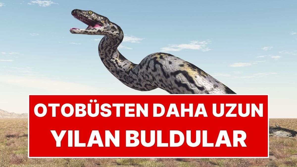 Otobüsten Daha Uzun Dev Yılan Keşfedildi