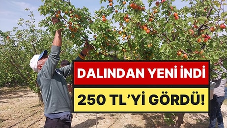 Dünyanın Beklediği Meyve Tezgaha İndi: Mikado ve Matador Cinsleri 250 TL ile Sezonu Açtı
