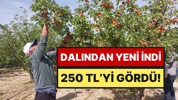 Dünyanın Beklediği Meyve Tezgaha İndi: Mikado ve Matador Cinsleri 250 TL ile Sezonu Açtı