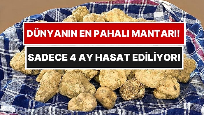 Yapay Ortamda Üretilemiyor: Dünyanın Dört Bir Yanından Milyarderler Bu Kasabaya Akın Ediyor
