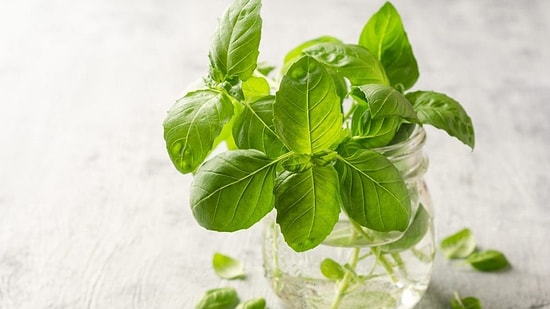 The Easiest Storage Method to Prevent Basil from Turning Black and Wilting