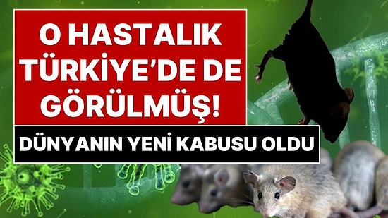 Türkiye’de de Hantavirüs Görülmüş! Dünyayı Tedirgin Eden Hantavirüs Salgını Pandemiye Dönüşür mü?
