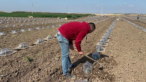Türkiye’nin önemli tarım merkezlerinden Bursa Karacabey’de, turfanda karpuz fidelerinin toprakla buluşma serüveni sona yaklaştı.