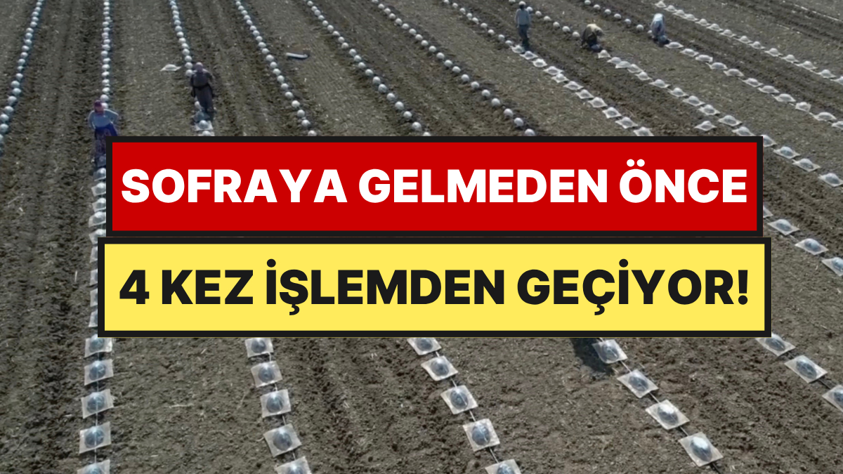 Domatesi de Biberi de Geride Bıraktı: Tarlada Çiftçiyi En Çok Zorlayan Ürün