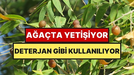 Ağaçtan Topladıkları Meyveyi Deterjan Gibi Kullanıyorlar: İki İlimizde Hasat Ediliyor