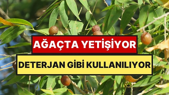 Ağaçtan Topladıkları Meyveyi Deterjan Gibi Kullanıyorlar: İki İlimizde Hasat Ediliyor