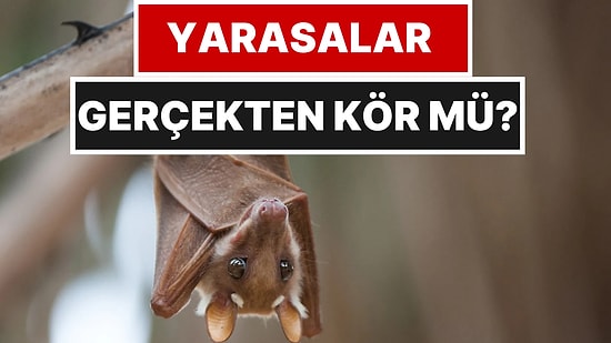 Yarasaların Kör Olduğuna İnananlar Bu Gerçeğe Şaşıracak