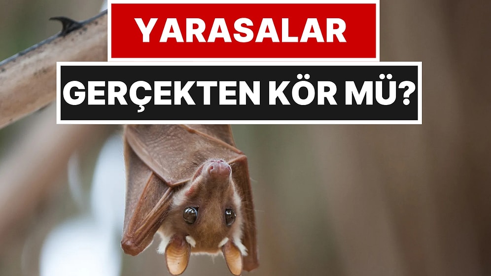 Yarasaların Kör Olduğuna İnananlar Bu Gerçeğe Şaşıracak