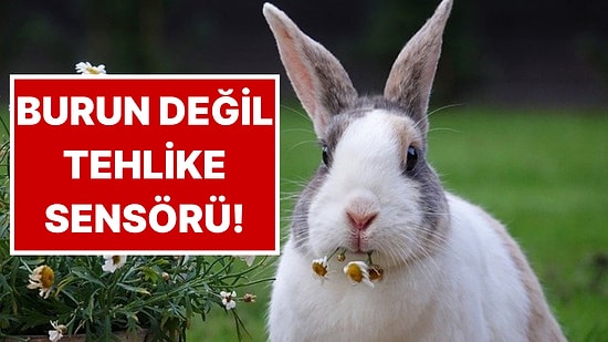 Tavşanların Burnu Neden Sürekli Hareket Ediyor?