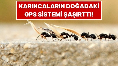 Karıncalar Neden Hep Tek Sıra Halinde Yürür?