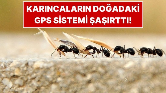 Karıncalar Neden Hep Tek Sıra Halinde Yürür?