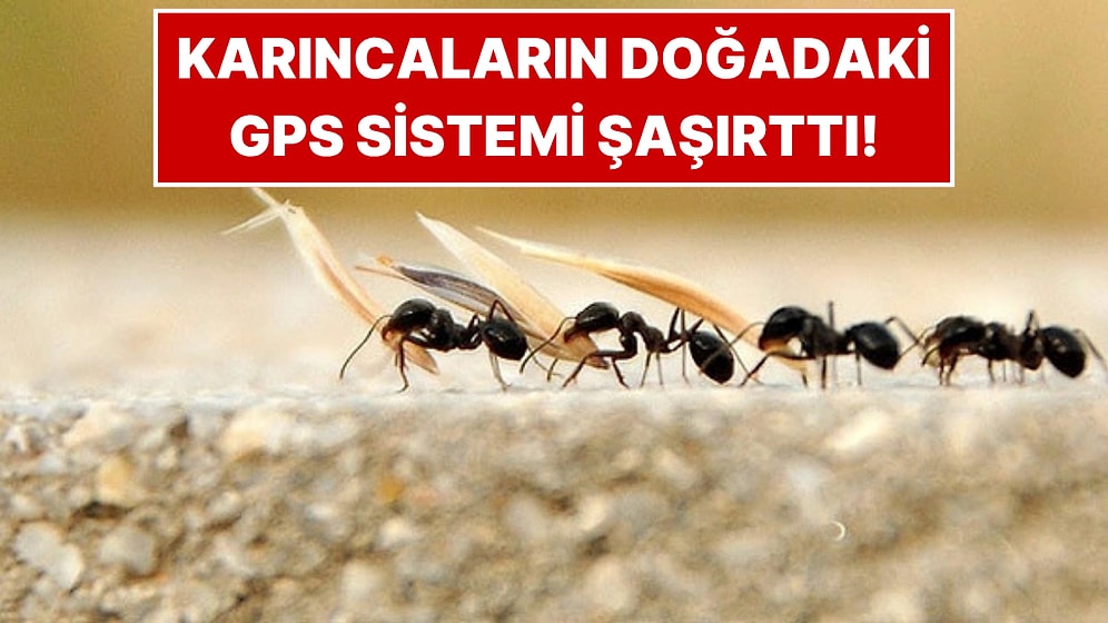 Karıncalar Neden Hep Tek Sıra Halinde Yürür?