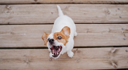 The Science of Joy: Why Dogs Go Crazy When Their Owners Return Home