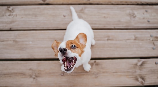 The Science of Joy: Why Dogs Go Crazy When Their Owners Return Home