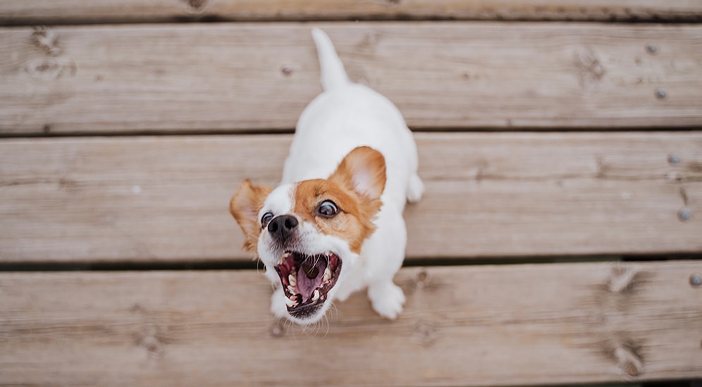 The Science of Joy: Why Dogs Go Crazy When Their Owners Return Home