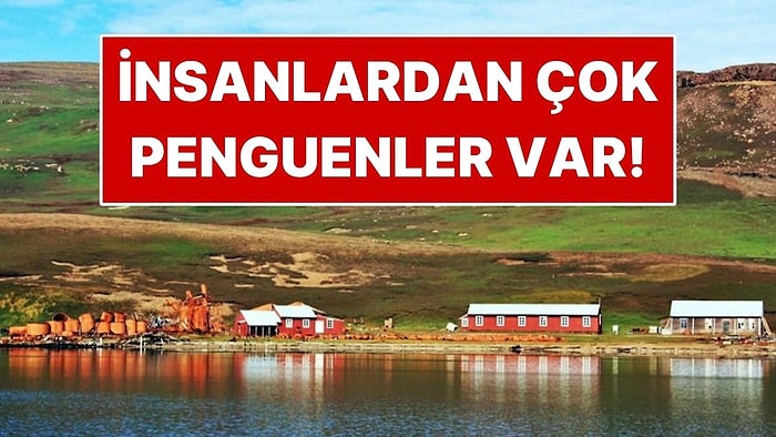 Okyanusun Ortasında İnsanlardan Çok Penguenlerin Yaşadığı Ada