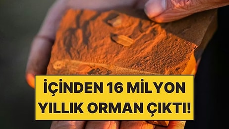 Pas Gibi Görünen Taşların İçinden 16 Milyon Yıllık Orman Çıktı