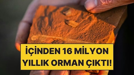 Pas Gibi Görünen Taşların İçinden 16 Milyon Yıllık Orman Çıktı