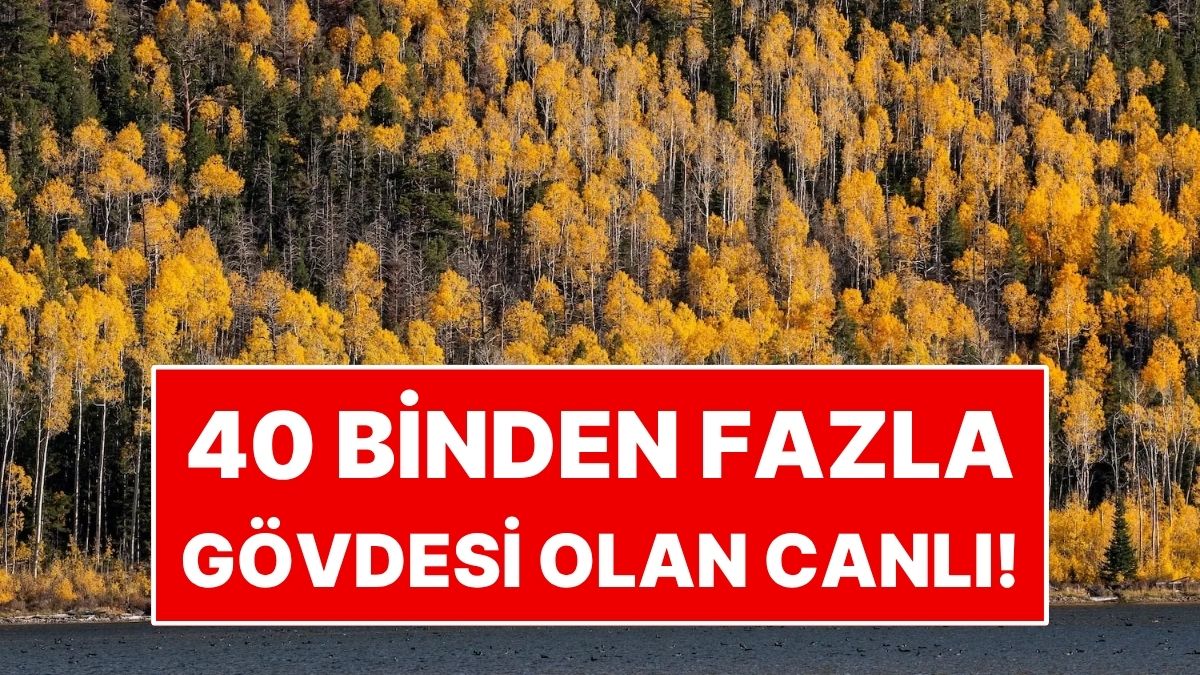 40 Binden Fazla Gövdesi Var! Koca Bir Orman Gibi Duruyor