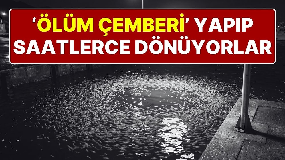 Sokak Lambalarının Altında 'Ölüm Çemberi' Oluşturup Saatlerce Dönüyorlar!