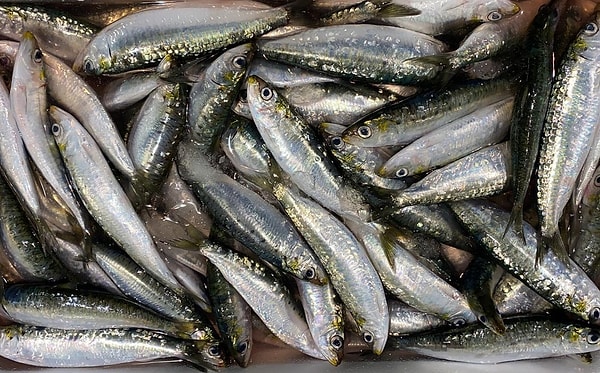 Sardalya