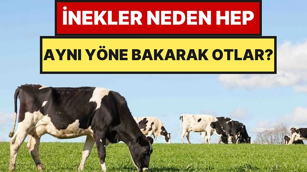 İneklerin Hep Aynı Yöne Bakarak Otlaması Tesadüf Değil