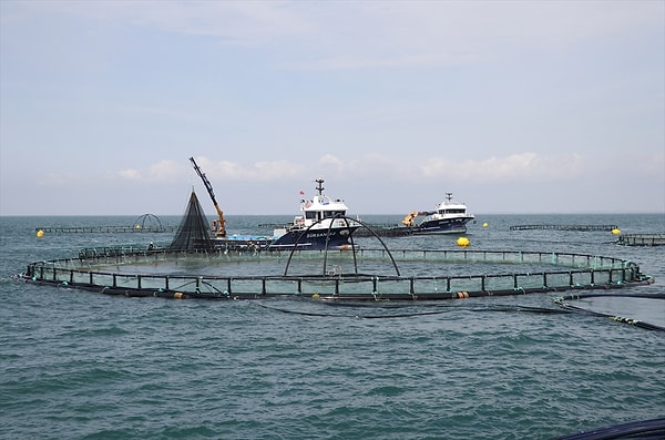Mersin balığı üretimiyle Türk havyarı markası küresel ölçekte tescil ediliyor