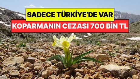 Dünyada Sadece Türkiye'de Yetişiyor: Koparmanın Cezası 700 Bin Lira