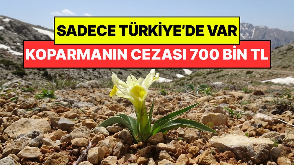 Dünyada Sadece Türkiye'de Yetişiyor: Koparmanın Cezası 700 Bin Lira