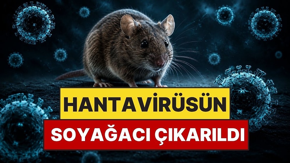 Gemideki Hantavirüsün Ne Olduğu Genom Analiziyle Ortaya Çıktı