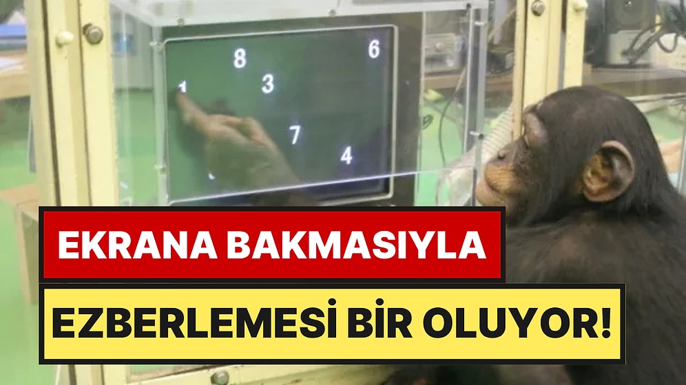 Şempanze Ayumu Hafıza Testinde Üniversitelileri Solladı: 200 Milisaniyede Sayıları Ezberliyor