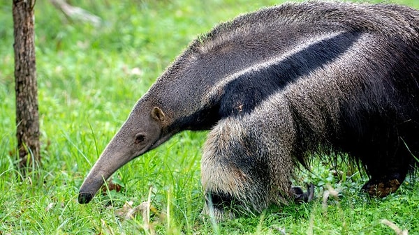 Roaming the forests and grasslands of Central and South America, the giant anteater (Myrmecophaga tridactyla) boasts one of the most extraordinary anatomies in the mammalian world.