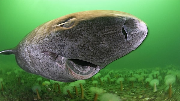 Known by the nickname "Sleeping Shark," this species has built its survival strategy around the concept of "slowness."