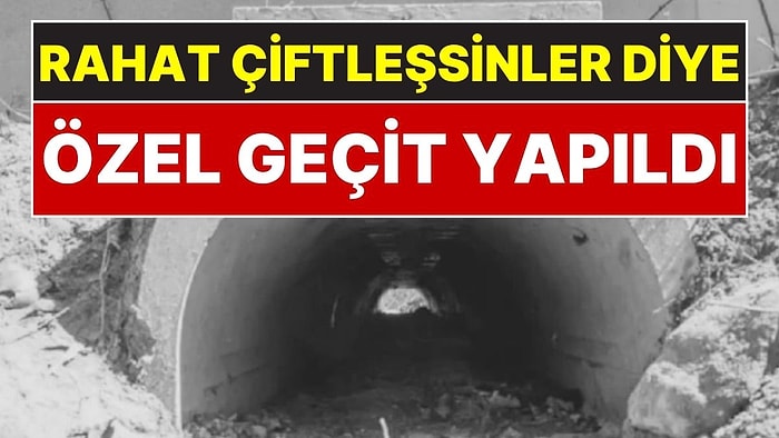 Hayvanlar Rahat Çiftleşsin Diye 1.8 Milyon Liraya Özel Alt Geçit Yapıldı: Ölümler Neredeyse Sıfıra İndi
