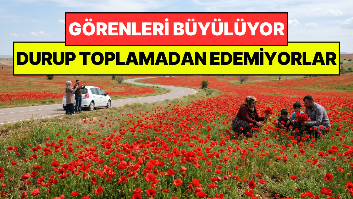 Yoldan Geçenler Durup Toplamadan Edemiyor: Kandamlası Her Yeri Kıpkırmızıya Boyadı