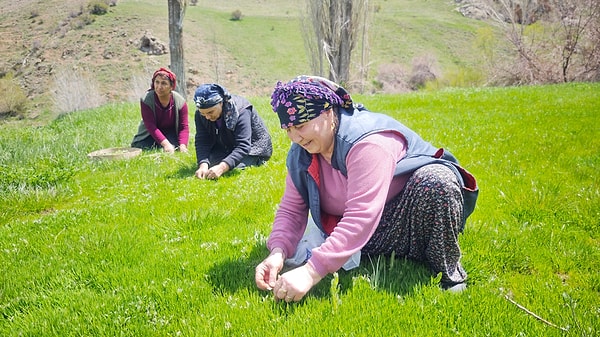 Sivas’ta karların erimesi ve doğanın uyanışıyla birlikte meralarda hummalı bir mesai başladı.